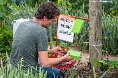 Kolik vody potebuje chmel?