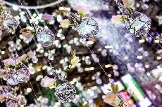 Flora Olomouc 2026: kv�tiny i gastroz�ny