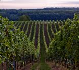 Odpoledn� potulka vinicemi s vinohradn�kem